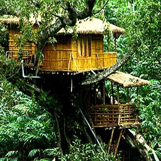 Shola Periyar Tree House, Thekkady 1